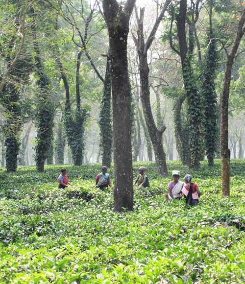 Bansbari Tea Plantation
